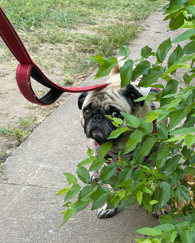 Sam the studio dog taking it easy in the studio