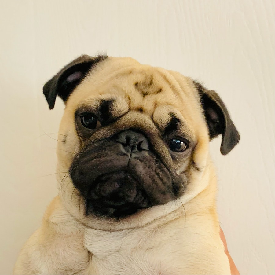 Sam the studio dog on a very low-effort break